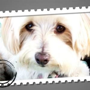 Meet your Posher, Bebe